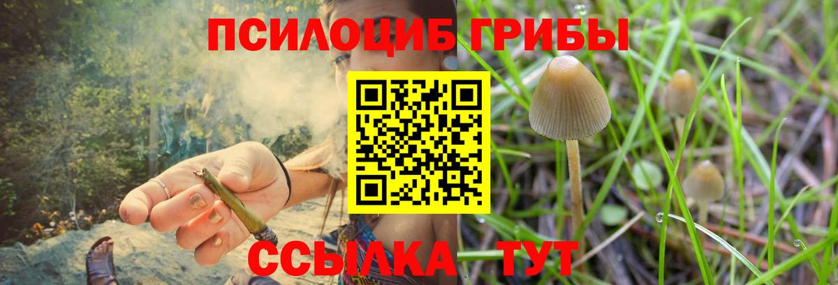 Псилоцибиновые грибы Psilocybe  Вход с VPN  Тулун 